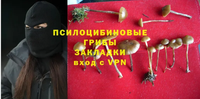 Галлюциногенные грибы Psilocybine cubensis Нерехта